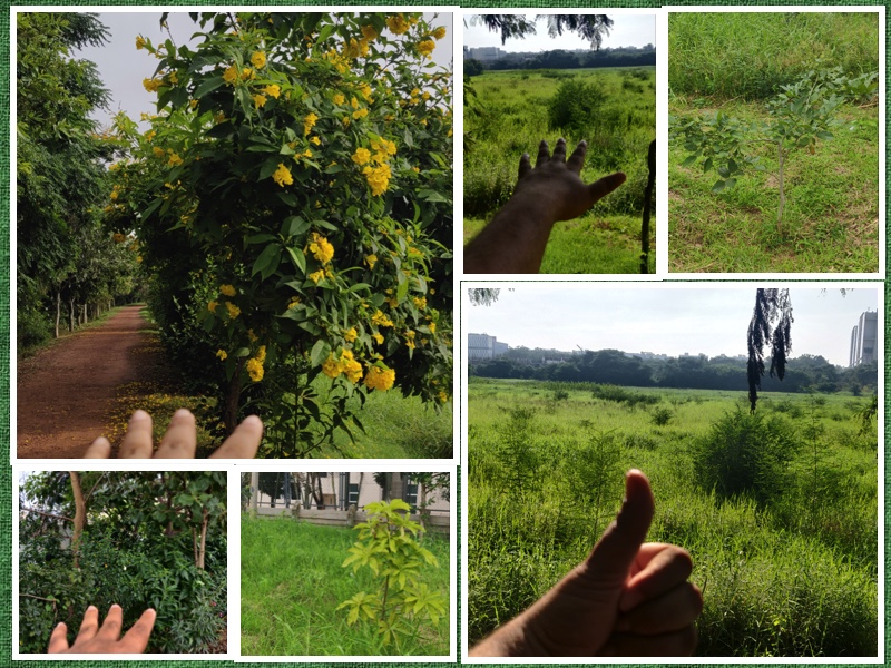 Greenery At SaulKere Lake Bangalore One of the Good Great Things.