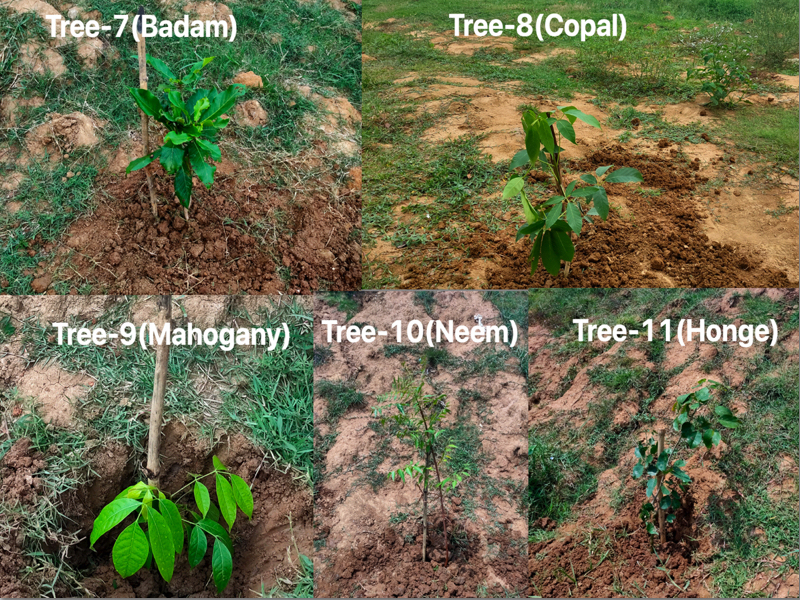 Last 5 trees with the names