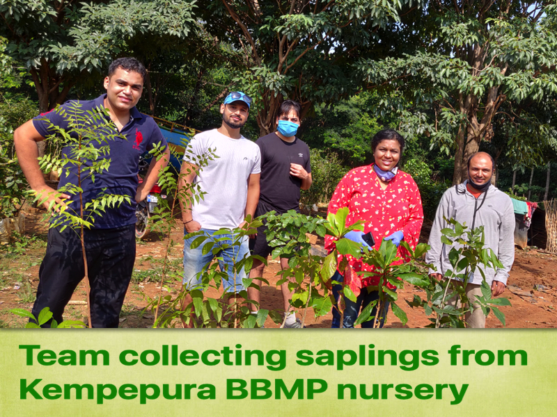 Volunteers collecting saplings